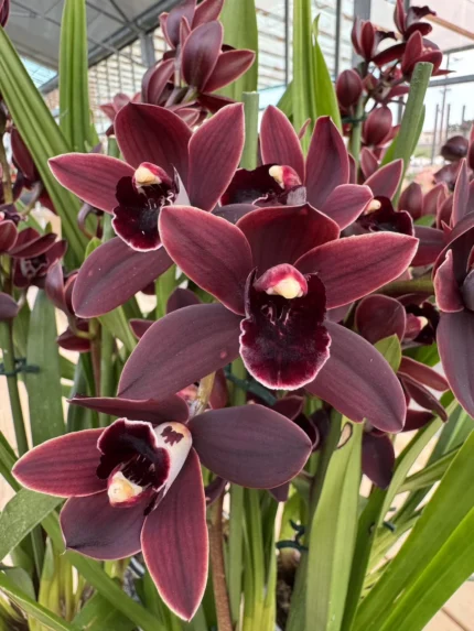 IMG 5592 &bull; Ελληνικές Ορχιδέες &bull; Μοναδικές ορχιδέες με στυλ και αρώματα!