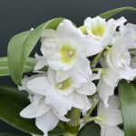 Ορχιδέα Dendrobium - Star Class Apollo