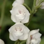 Ορχιδέα του Αγίου πνεύματος Peristeria Elata Botanik