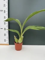 Ορχιδέα του Αγίου πνεύματος Peristeria Elata Botanik - Image 2