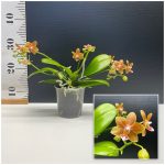 Ορχιδέα Phalaenopsis Table Masterpiece