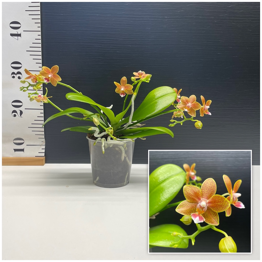 IMG_5459 Ορχιδέα Phalaenopsis Table Masterpiece - Image 1