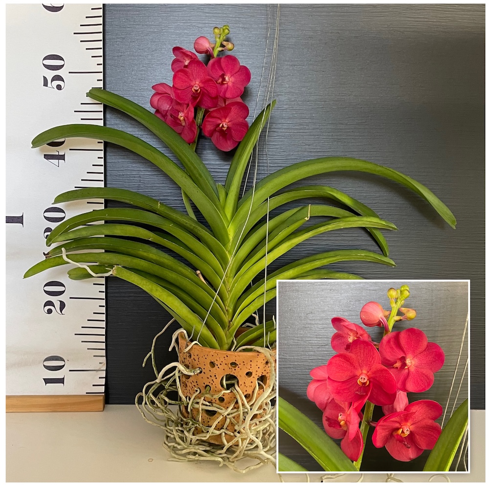 IMG_5528 Ορχιδέα Vanda In Terracotta Pot Red - Image 1