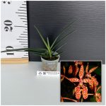 Ορχιδέα Renanthera Monachica Botanik