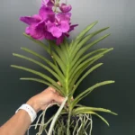 Ορχιδέα Vanda  Fuchsia