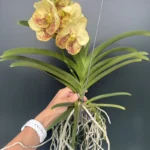 Ορχιδέα Vanda Freckless