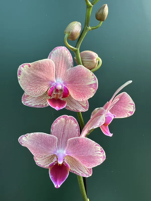 IMG_3115 IMG 3115 • Ελληνικές Ορχιδέες • Μοναδικές ορχιδέες με στυλ και αρώματα!