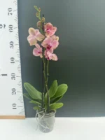 Ορχιδέα Phalaenopsis Pirate Picotee - Image 2