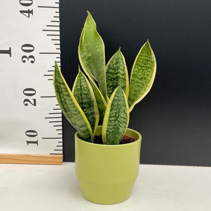 Sansevieria Futura Superba • Ελληνικές Ορχιδέες • Μοναδικές ορχιδέες με στυλ και αρώματα!