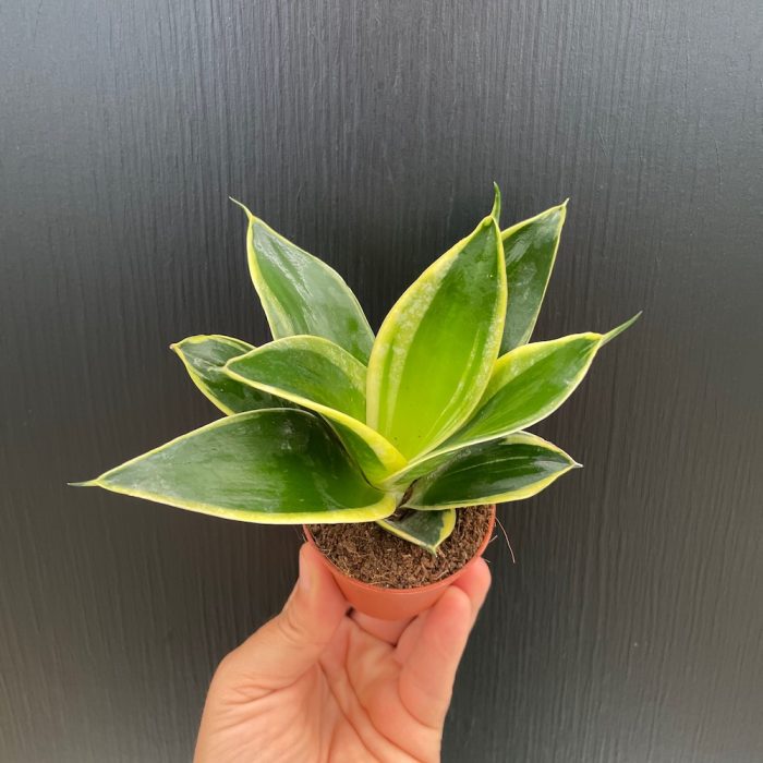 Sansevieria Golden Hahnii • Ελληνικές Ορχιδέες • Μοναδικές ορχιδέες με στυλ και αρώματα!
