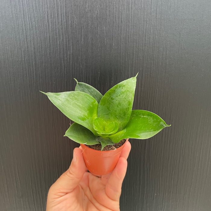 Sansevieria Hahnii Black Jade • Ελληνικές Ορχιδέες • Μοναδικές ορχιδέες με στυλ και αρώματα!