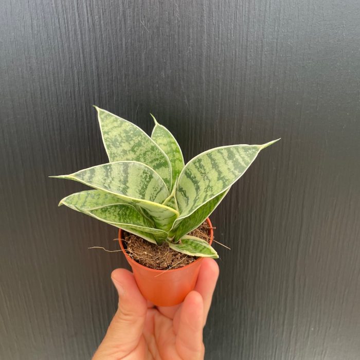 Sansevieria Hahnii Green Hahnii • Ελληνικές Ορχιδέες • Μοναδικές ορχιδέες με στυλ και αρώματα!