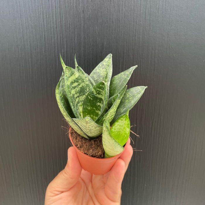 Sansevieria Hahnii silver Hahnii • Ελληνικές Ορχιδέες • Μοναδικές ορχιδέες με στυλ και αρώματα!