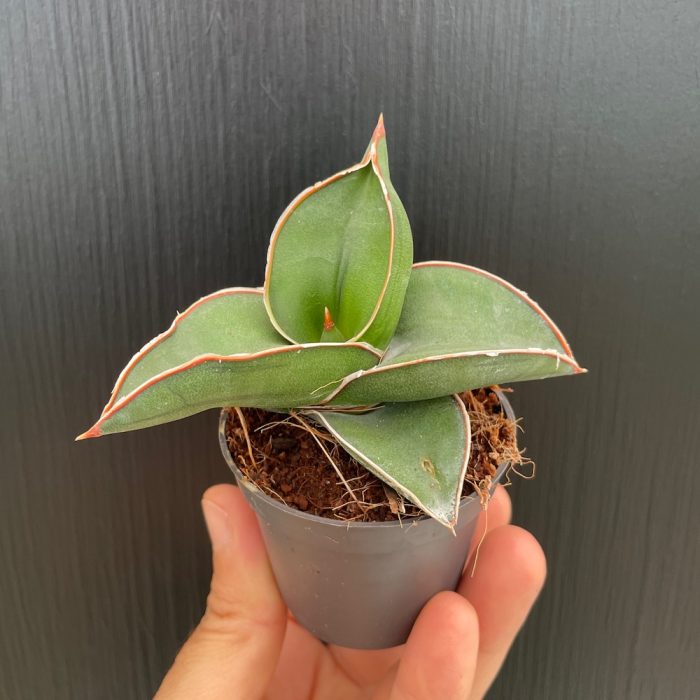 Sansevieria samurai • Ελληνικές Ορχιδέες • Μοναδικές ορχιδέες με στυλ και αρώματα!