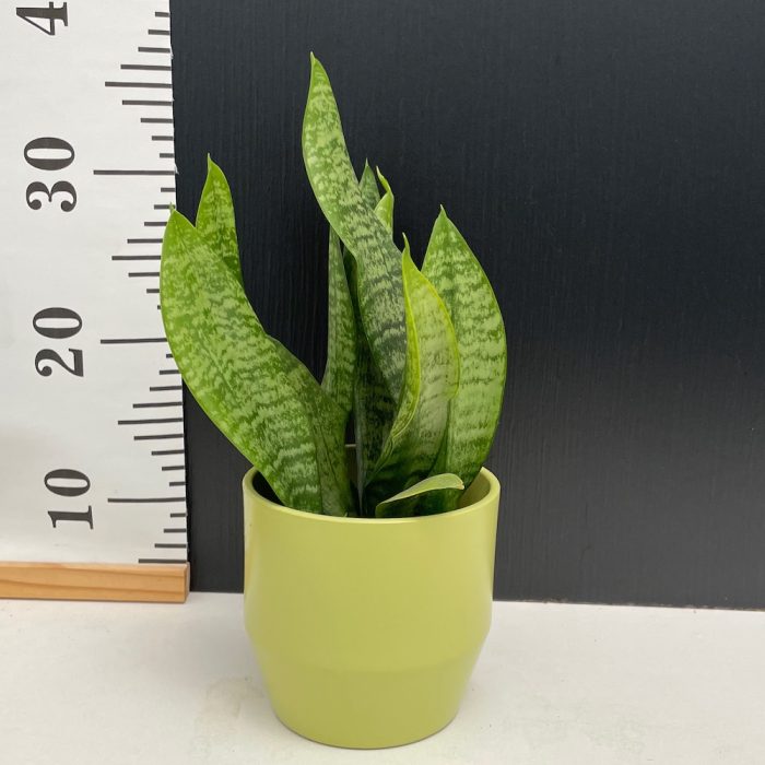 Sansevieria zeylanica • Ελληνικές Ορχιδέες • Μοναδικές ορχιδέες με στυλ και αρώματα!