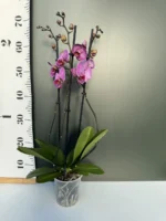 Ορχιδέα Phalaenopsis pink - Image 2