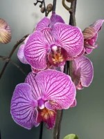 Ορχιδέα Phalaenopsis pink