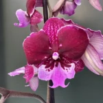 Ορχιδέα Phalaenopsis Hot Kiss
