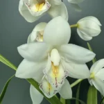 Ορχιδέα Cymbidium White Charmer