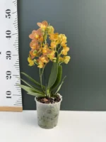 Phalaenopsis - Indian Summer (Little Zoro) - Image 2