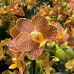 Phalaenopsis - Indian Summer (Little Zoro)