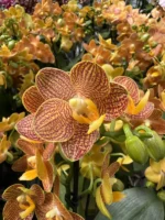 Phalaenopsis - Indian Summer (Little Zoro)