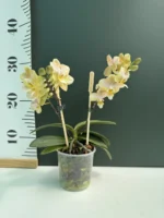 Ορχιδέα Phalaenopsis Powder AROMA - Image 2