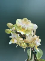 Ορχιδέα Phalaenopsis Powder AROMA