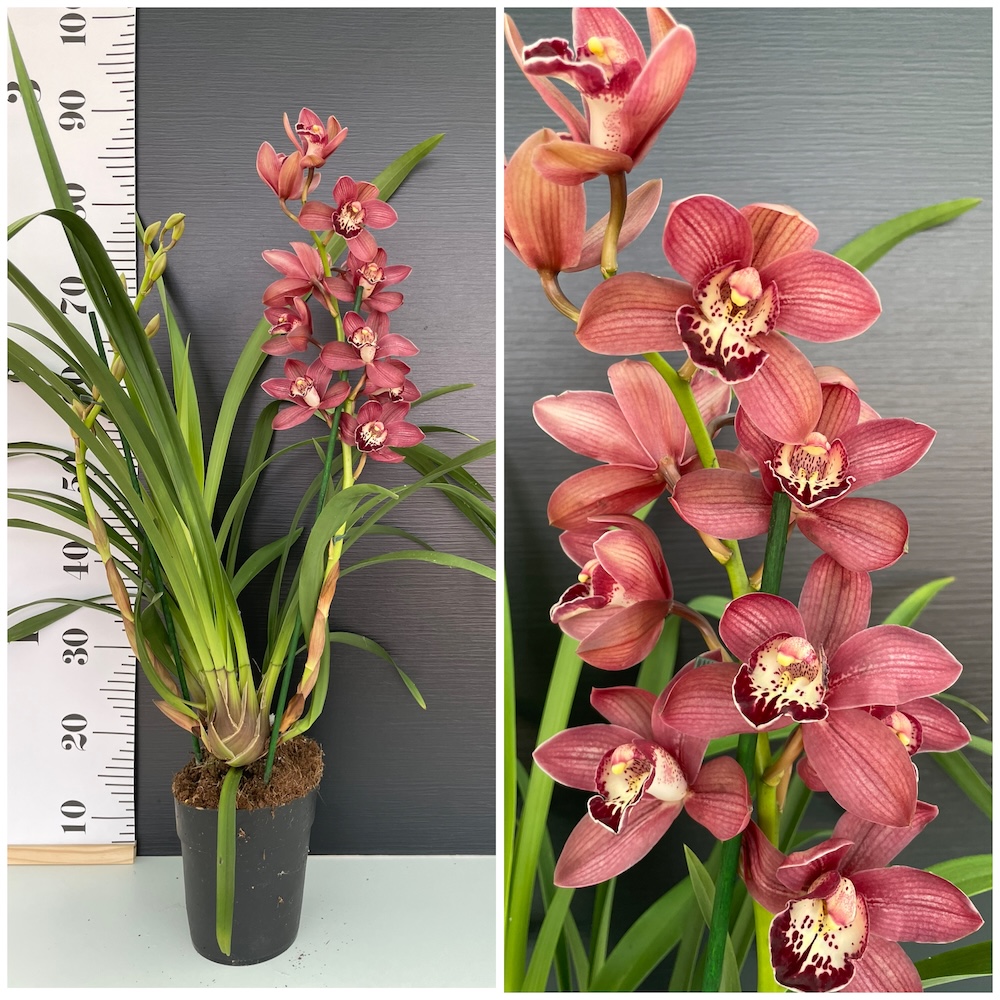 IMG_6691 Ορχιδέα Cymbidium Vino 2Tak - Image 1