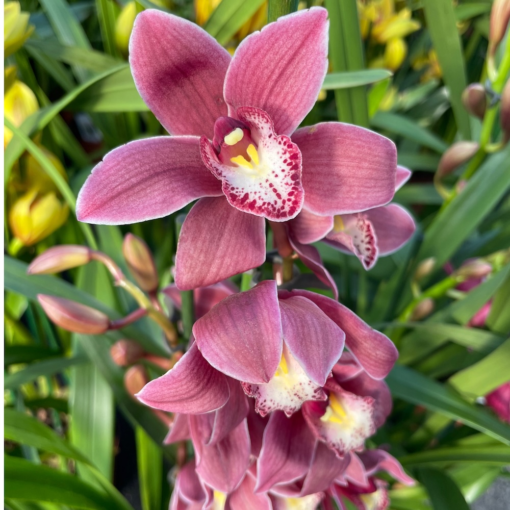 IMG_8108 Ορχιδέα Cymbidium Carla - Image 1