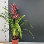 Ορχιδέα Cymbidium Carla - Image 2