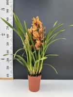 Ορχιδέα Cymbidium Cleopatra