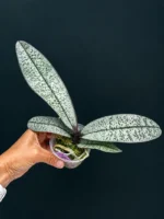 Ορχιδέα Phalaenopsis - Schilleriana × Sib - Image 2