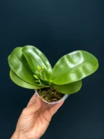 Ορχιδέα Phal. violacea 'Blue' × 'Pink' - Image 2