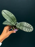 Ορχιδέα Phal. schilleriana 'MSH' - Image 2