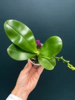 Phalaenopsis Violacea var. indigo x sib - Image 2