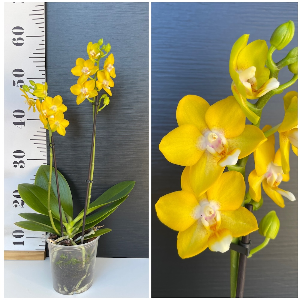 IMG_3729 Ορχιδέα Phalaenopsis Yellow Strong AROMA - Image 1