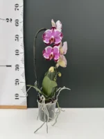Ορχιδέα Phalaenopsis Sacrifice XXL - Image 2
