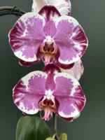 Ορχιδέα Phalaenopsis Sacrifice XXL