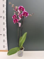 Ορχιδέα Phalaenopsis Estella - Image 2
