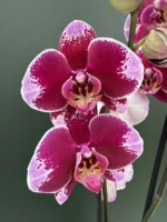 Ορχιδέα Phalaenopsis Estella