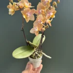 Ορχιδέα Phalaenopsis Carola Mini Aroma