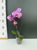 Ορχιδέα Phalaenopsis Fontano Swarovski XXXL (Ox King x Fullers Purple Queen) - Image 2