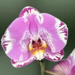Ορχιδέα Phalaenopsis Fontano Swarovski XXXL (Ox King x Fullers Purple Queen)