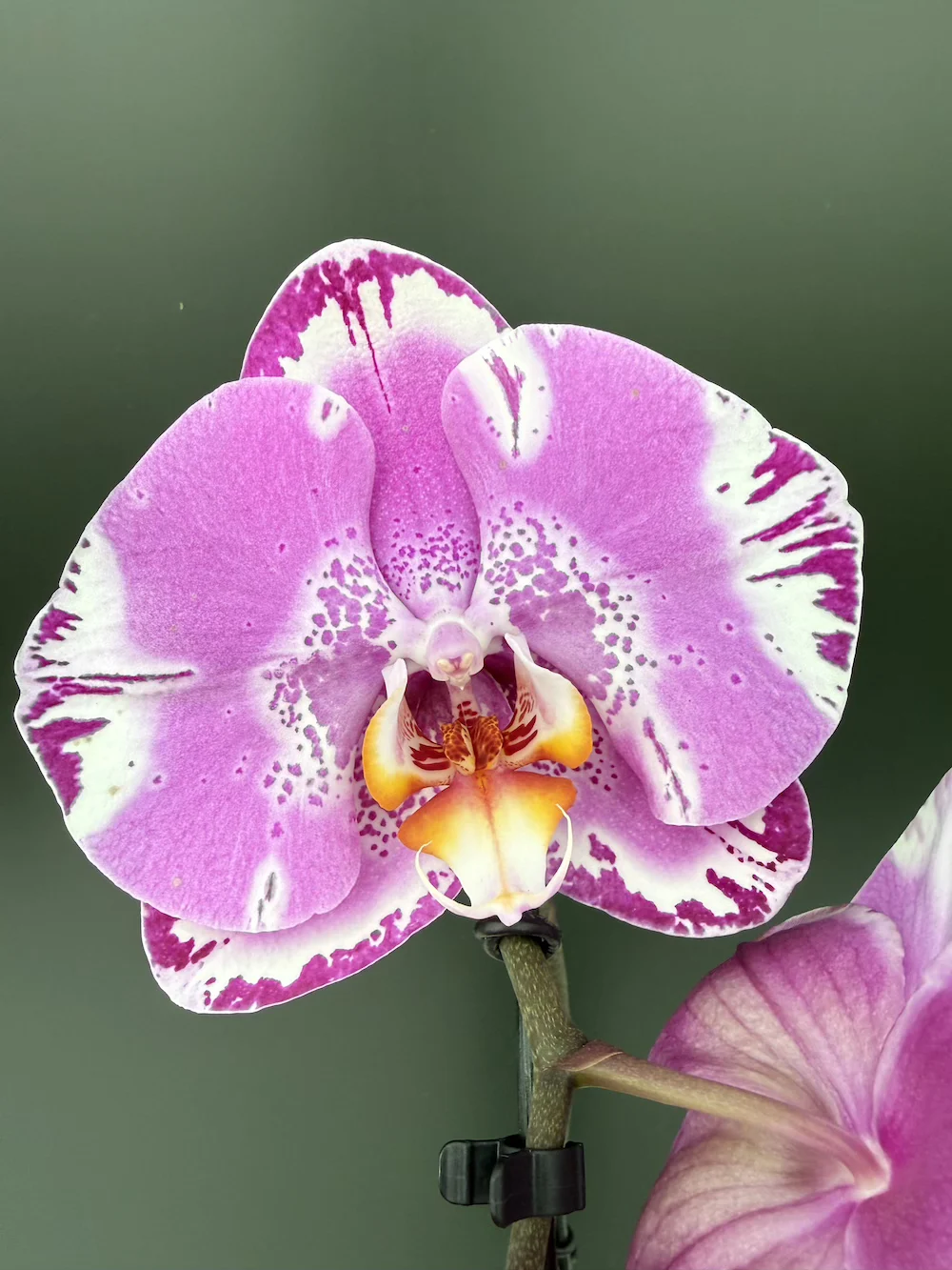 IMG_6453 Ορχιδέα Phalaenopsis Fontano Swarovski XXXL (Ox King x Fullers Purple Queen) - Image 1