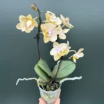 Ορχιδέα Phalaenopsis Mineral Mini Aroma