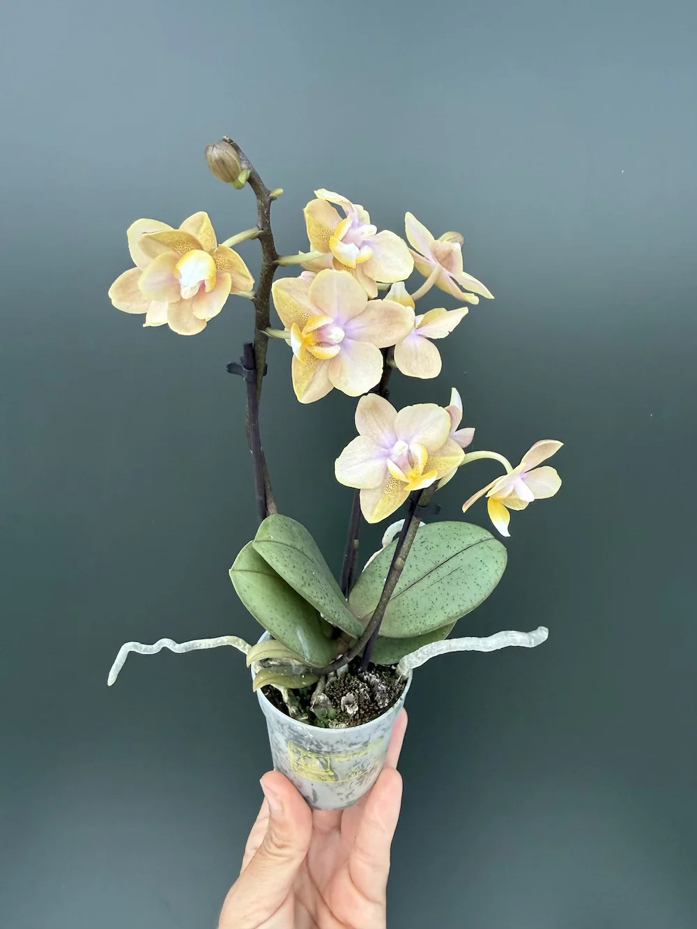 IMG_6680 Ορχιδέα Phalaenopsis Mineral Mini Aroma - Image 1