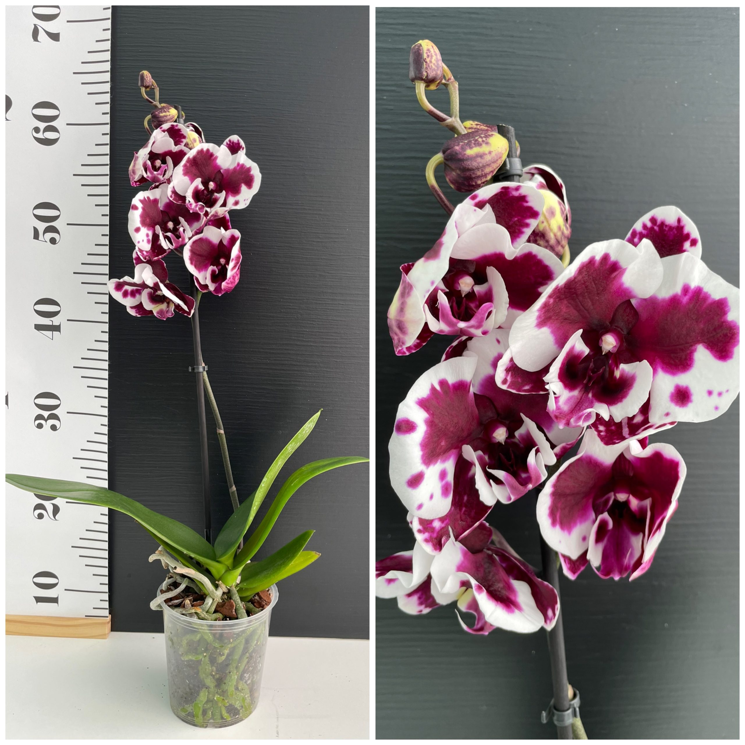 IMG_6993 Ορχιδέα Phalaenopsis Maui Big Lip - Image 1