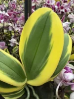 Ορχιδέα Phalenopsis - Chia E Yenlin (variegata) - Image 2