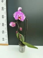 Ορχιδέα Phalaenopsis Fontano Swarovski (Ox King x Fullers Purple Queen) - Image 2